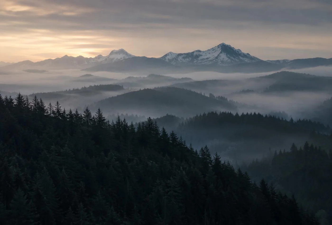 Pacific Northwest forest ridge line at first light