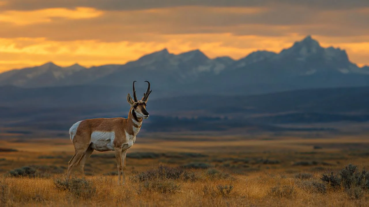 Wyoming Pronghorn Season Opens Strong Across Eastern Counties — NW Gun News Wyoming Pronghorn Season Opens Strong Across Eastern Counties