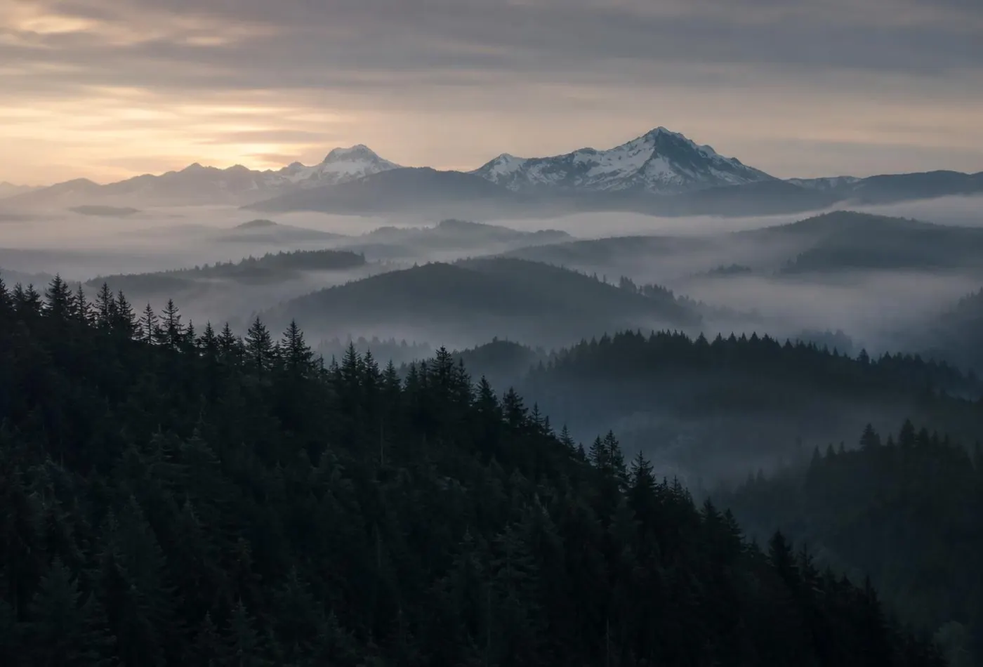 Pacific Northwest forest ridge line at first light