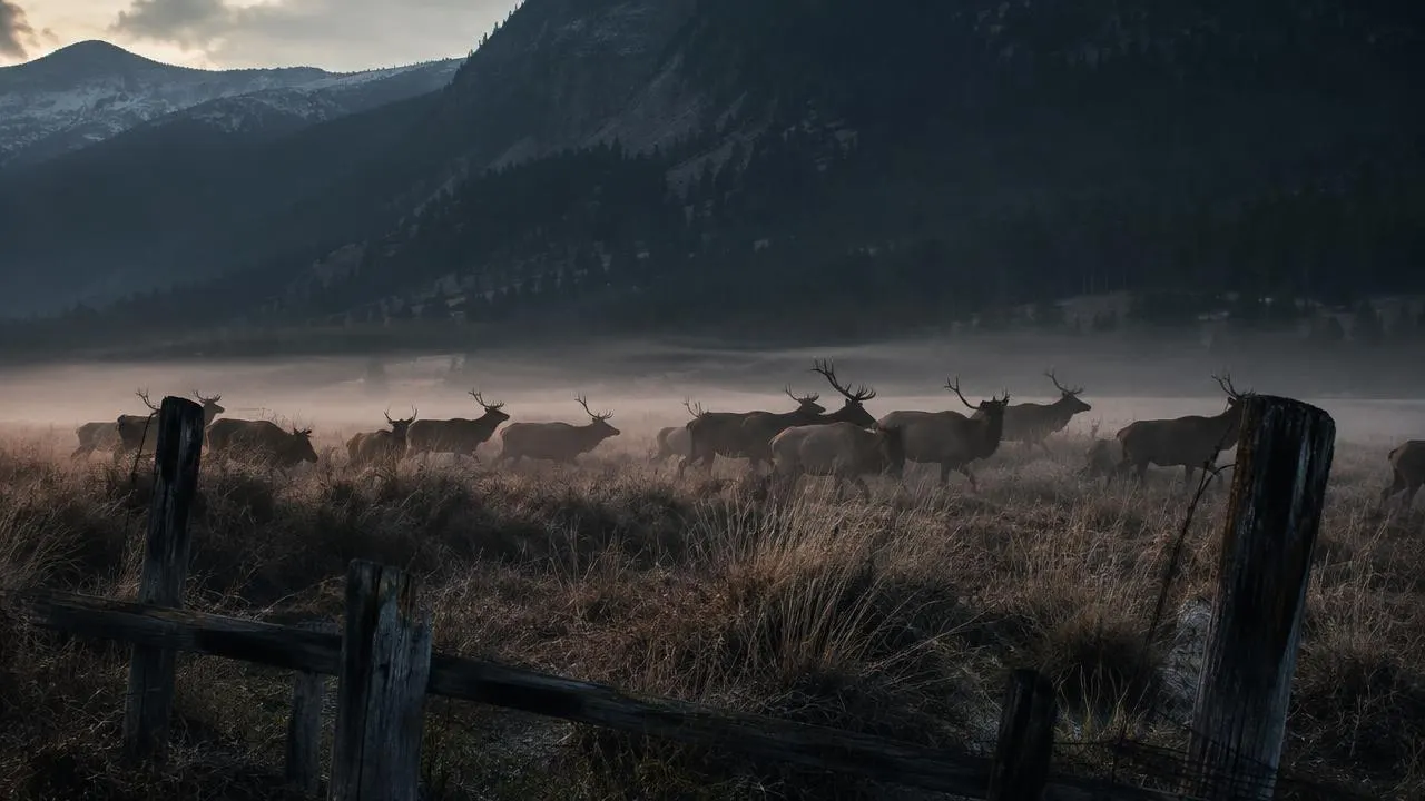 Montana Weighs Firearm Buffer Rules Along Wildlife Corridors
